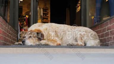 城里的狗。 狗睡在商<strong>店门口</strong>，而过路人很匆忙。 人生的虚荣心：人们的腿